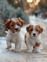 Two adorable puppies walk side by side on a path covered in snow photo