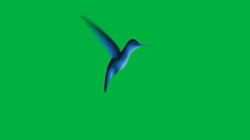 Animated hummingbird flying on greenscreen background video