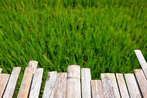 Vintage woven wooden bridge for walking across agriculture field and greenery paddy rice terrace photo