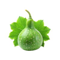 realistic Fresh Bottle gourd with green leaves png