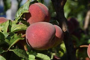 Bright red peach fruits on branches of the tree. photo