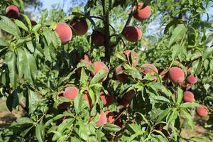 Peach tree in garden with juicy red ripe fruits photo