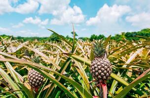 Harvest of pineapple fruits with blue sky background. View of a beautiful growing pineapple crop, Harvest season and cultivation of pineapples photo