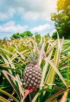 Close up of pineapples plantation in Nicaragua. Tropical pineapples grown in a garden with copy space photo