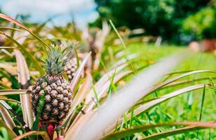 Tropical pineapples grown in a garden with copy space. Harvest season and cultivation of pineapples photo
