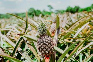 Harvest season and cultivation of pineapples. View of a beautiful growing pineapple plantation. in gardeen. Harvest of pineapple fruits with copy space photo