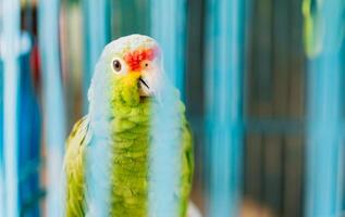 Portrait of Autumnal Amazon Parrot. Cute red-crested parrot, found throughout Central America photo
