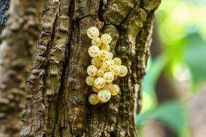 Macro insect eggs on tree background. Bug eggs or grasshopper eggs photo