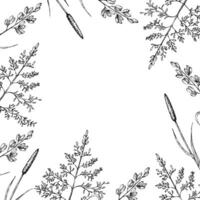 Frame, invitation, postcard with meadow dry plants. Squirrel's tail grass, Millet Grass . Hand painted graphic setaria viridis, Milium effusum isolated on background. Botanical, Medicinal and vector