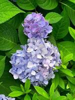Closeup of Hydrangea macrophylla, big leaf hydrangea photo