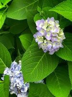 Closeup of Hydrangea macrophylla, big leaf hydrangea photo
