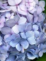 Closeup of Hydrangea macrophylla, big leaf hydrangea photo