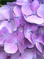 Closeup of Hydrangea macrophylla, big leaf hydrangea photo