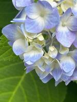 Closeup of Hydrangea macrophylla, big leaf hydrangea photo