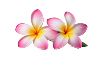 Frangipane flower on transparent background png