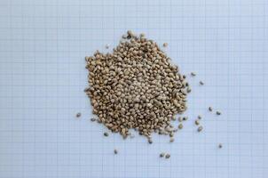 Hemp seeds on graph paper for the concept of seed size. High quality photo