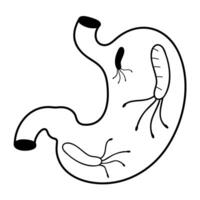 Cross-section of a human stomach containing the bacterium Helicobacter pylori vector