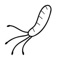 Helicobacter pylori line icon isolated on white background vector