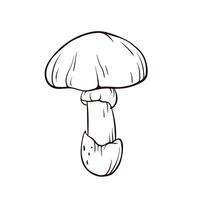 Caesar edible mushroom in line art style. Edible fungus, forest plant for autumn design. illustration isolated on a white background. vector