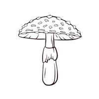 Fly Agaric mushroom with spotted cap in line art style. Autumn poisonous mushroom textured cap, gills, and thick stem. illustration isolated on a white background. vector