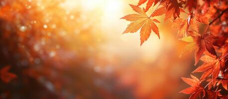 Autumn background with a close up of maple leaves on a blurred bokeh photo