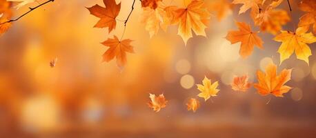 Autumn background with a close up of maple leaves on a blurred bokeh photo