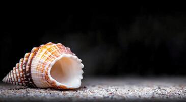 A close-up of a beautifully patterned shell resting on a smooth surface with floral background photo