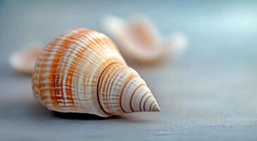 A close-up of a beautifully patterned shell resting on a smooth surface with floral background photo