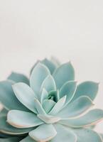 Succulent plant in a white pot on a marble surface with a light background photo