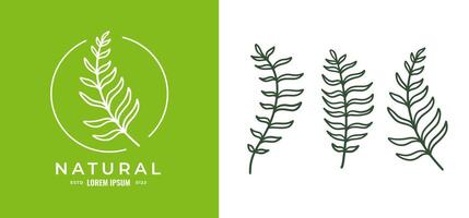 Organic fern illustration and badges logo template. Set of Minimalist stamp labels for tag fern leaves 02 vector