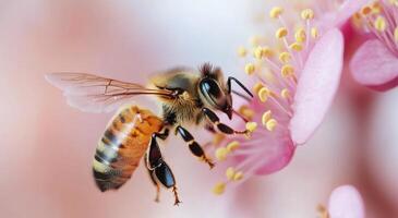 Honeybee pollinating a vibrant pink flower in a sunny garden setting photo