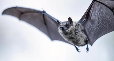 A close-up of a small bat with distinctive fur and extended wings on a white backdrop photo