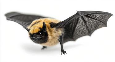 A close-up of a small bat with distinctive fur and extended wings on a white backdrop photo
