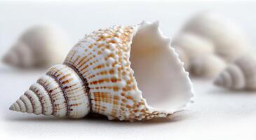 Close-up of a detailed seashell on a sandy surface with blurred shells in the background photo