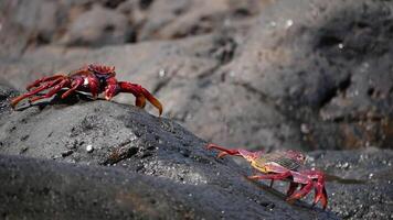 Two big red crabs crawling after each other on a volcanic lava rock stone near the sea at the background of turquoise water. video