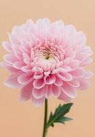 Delicate pink chrysanthemum bloom against a soft peach background photo