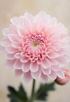 Delicate pink chrysanthemum bloom against a soft peach background photo