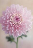 Delicate pink chrysanthemum bloom against a soft peach background photo