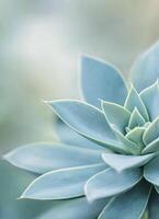 Close-up of a blue succulent plant in a neutral stone pot against a blurred green background photo