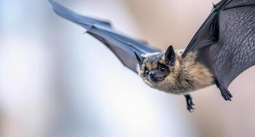 A close-up of a bat in flight against a blurred natural background during twilight photo