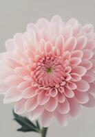Delicate pink chrysanthemum bloom against a soft peach background photo