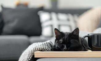 Black Cat Sleeping on Cozy Knit Blanket With Coffee Mug and Small Tray photo