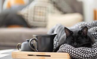 Black Cat Sleeping on Cozy Knit Blanket With Coffee Mug and Small Tray photo