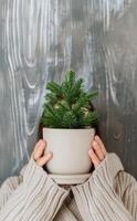 Cozy Individual Holding Potted Green Plant Against Textured Gray Wall in Soft Sweater photo