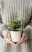 Cozy Individual Holding Potted Green Plant Against Textured Gray Wall in Soft Sweater photo