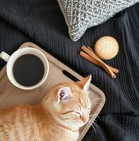 Cozy Ginger Cat Relaxing Near Cookies and Coffee on a Knitted Blanket photo