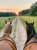 Horses Walking Along a Trail at Sunset in a Peaceful Countryside photo
