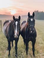 Horses Observing a Misty Sunrise Over a Pasture in Early Morning photo