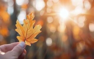 Holding a Golden Maple Leaf Against a Warm Autumn Sunlight in the Forest photo