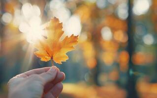 Holding a Golden Maple Leaf Against a Warm Autumn Sunlight in the Forest photo